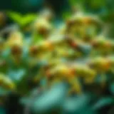 Symbolic representation of swarm behavior in nature